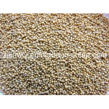 Yellow Millets